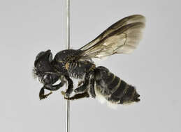 Image of Megachile