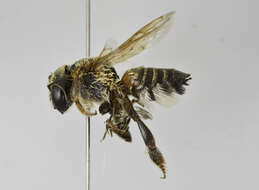 Image of Megachile