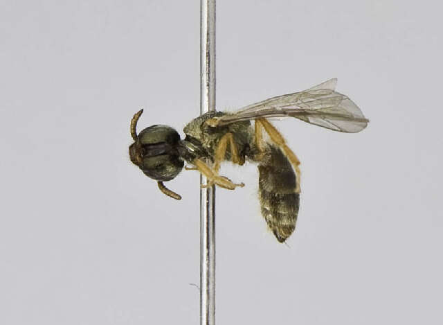 Image of Insecta