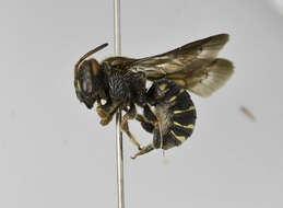 Image of Epanthidium