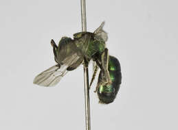 Image of Augochlora