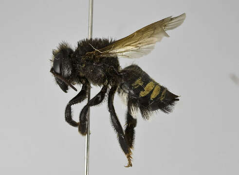 Image of Megachile