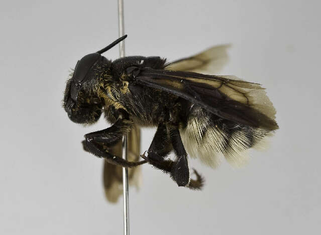 Image of Megachile