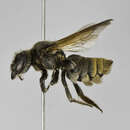 Image of Megachile