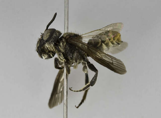 Image of Megachile