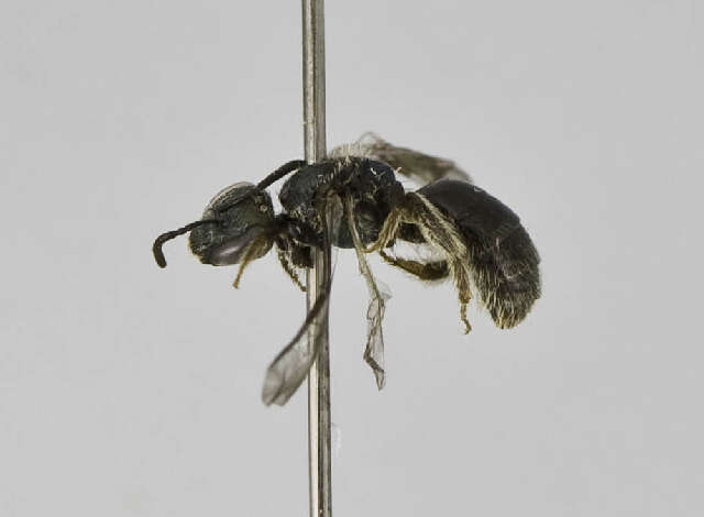 Image of Insecta