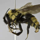 Image of Bombus bellardii (Gribodo 1892)