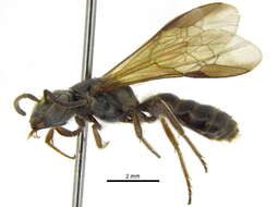 Image of Rhinocorynura Schrottky 1909