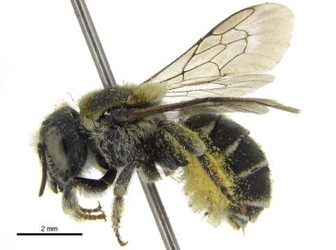 Image of Hoplosmia Thomson 1872