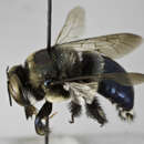 Image of Xylocopa macrops Lepeletier 1841