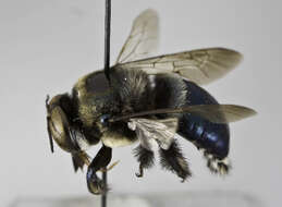 Image of Xylocopa macrops Lepeletier 1841