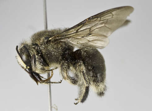 Image of Xylocopa nogueirai Hurd & Moure 1960