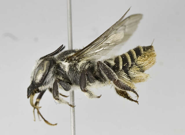 Image of Megachile