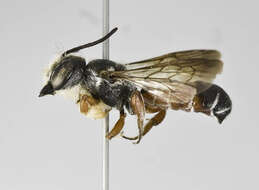 Image of Megachile