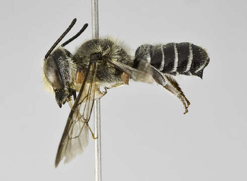 Image of Megachile