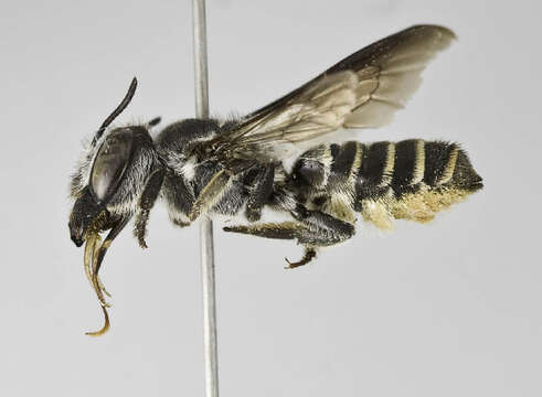 Image of Megachile