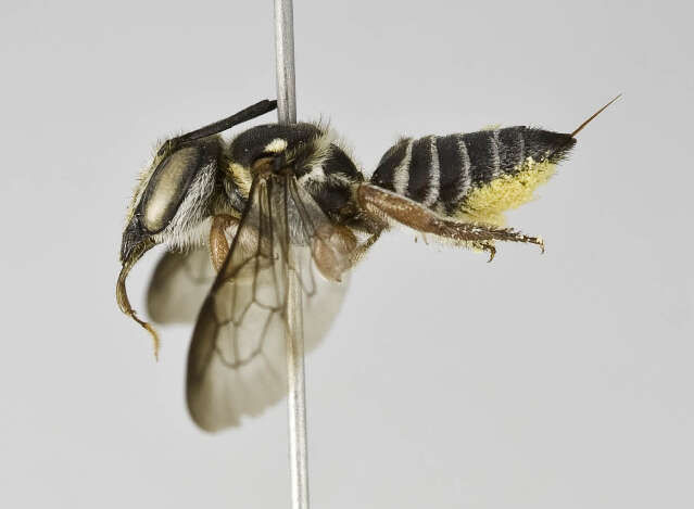 Image of Megachile