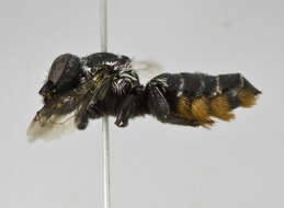 Image of Megachile