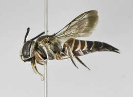 Image of Coelioxys