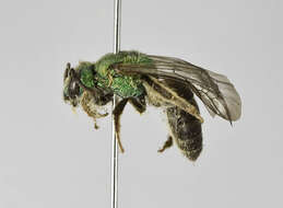 صورة Agapostemon semimelleus Cockerell 1900