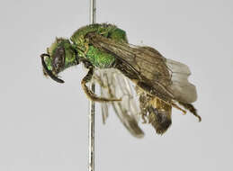 Agapostemon semimelleus Cockerell 1900的圖片