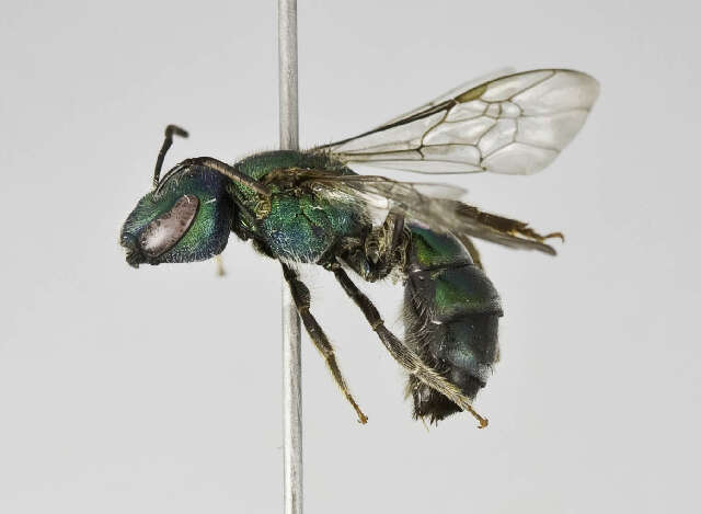 Image of Augochlora francisca Schrottky 1902