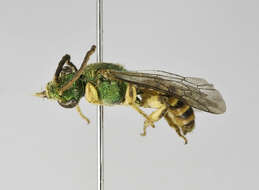 Agapostemon semimelleus Cockerell 1900的圖片