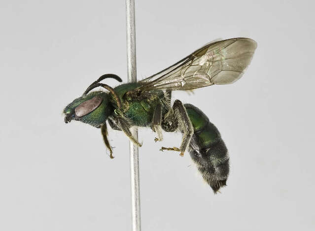 Image of Augochlora francisca Schrottky 1902