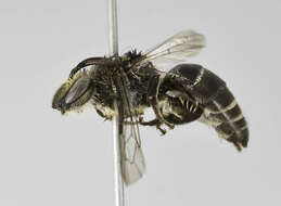 Image of Colletes