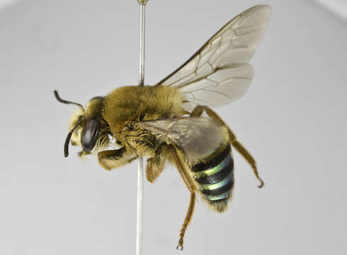 Image of wasps, bees, and ants