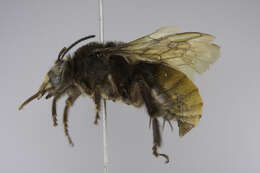 Image of Large Squash Bee