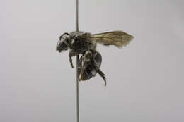 Image of Cellophane bees