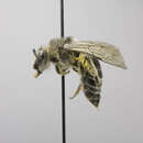 Image of Colletes