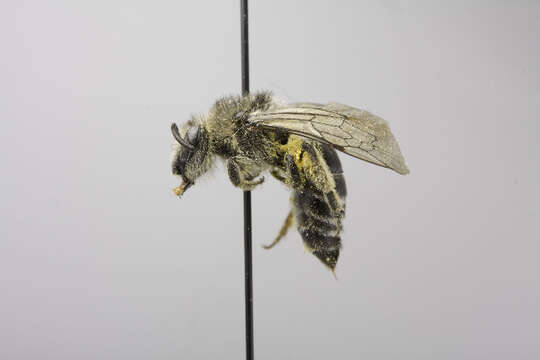 Image of plasterer bees
