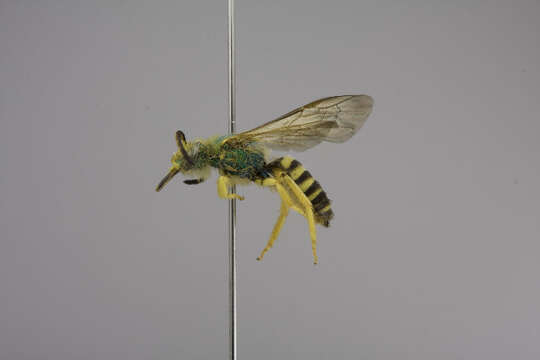 Image of Concave-nosed Striped-Sweat bee