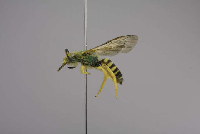 Agapostemon nasutus Smith 1853的圖片