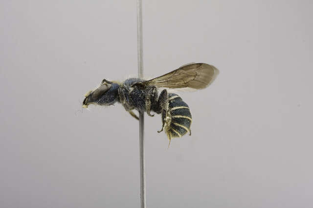 Image of Osmia aliciae Ayala & Griswold 2005