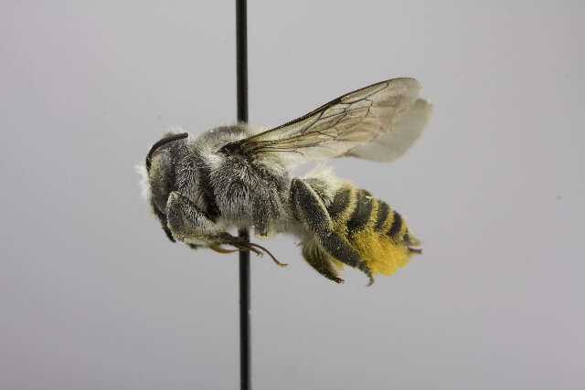 Image of Megachile