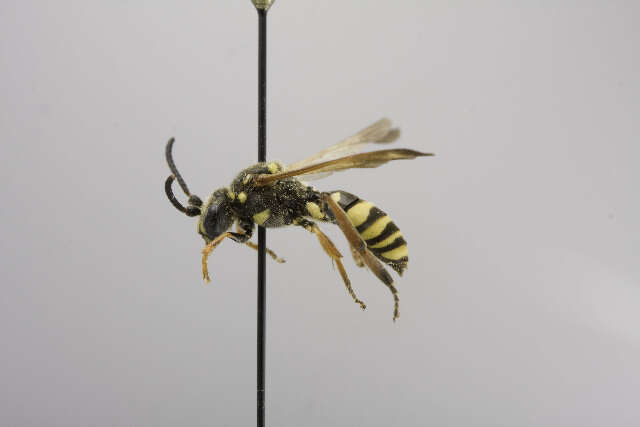 Image of Nomada Mex