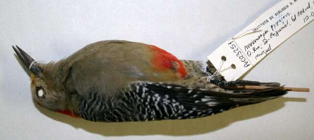 Image of woodpeckers and relatives