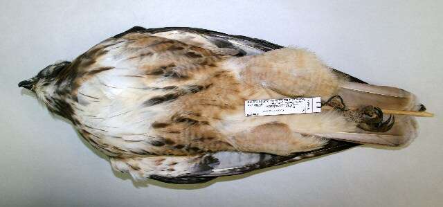 Image of Red-tailed Hawk