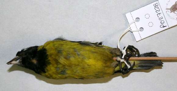 Image of Black-headed Siskin