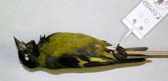 Image of Black-headed Siskin