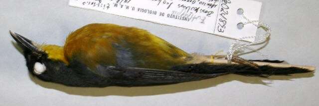 Image of Fan-tailed Warbler