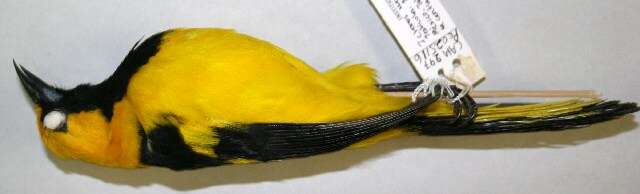 Image of Yellow-tailed Oriole
