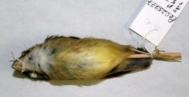 Image of Stub-tailed Spadebill