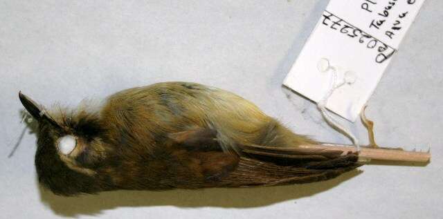 Image of Stub-tailed Spadebill