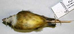 Image of Stub-tailed Spadebill