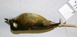 Image of Stub-tailed Spadebill