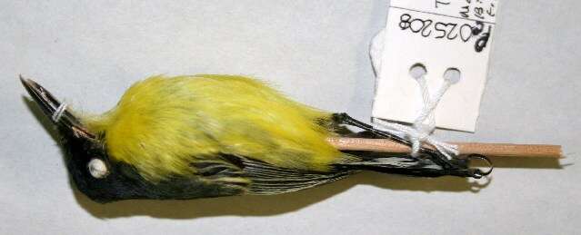 Image of Common Tody-Flycatcher